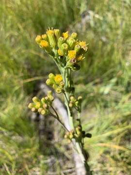 Image of water ragwort