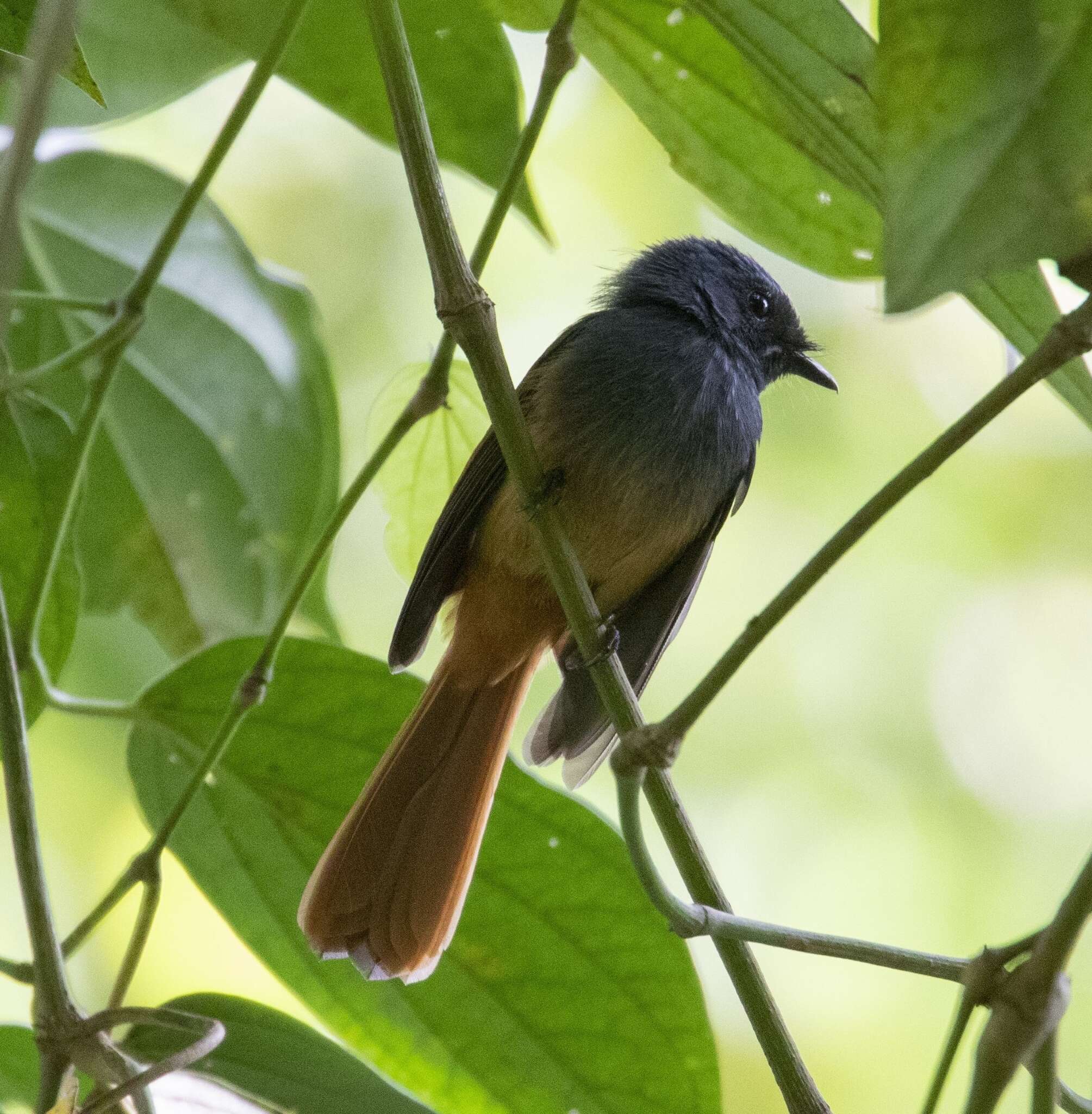 Imagem de Rhipidura cyaniceps (Cassin 1855)