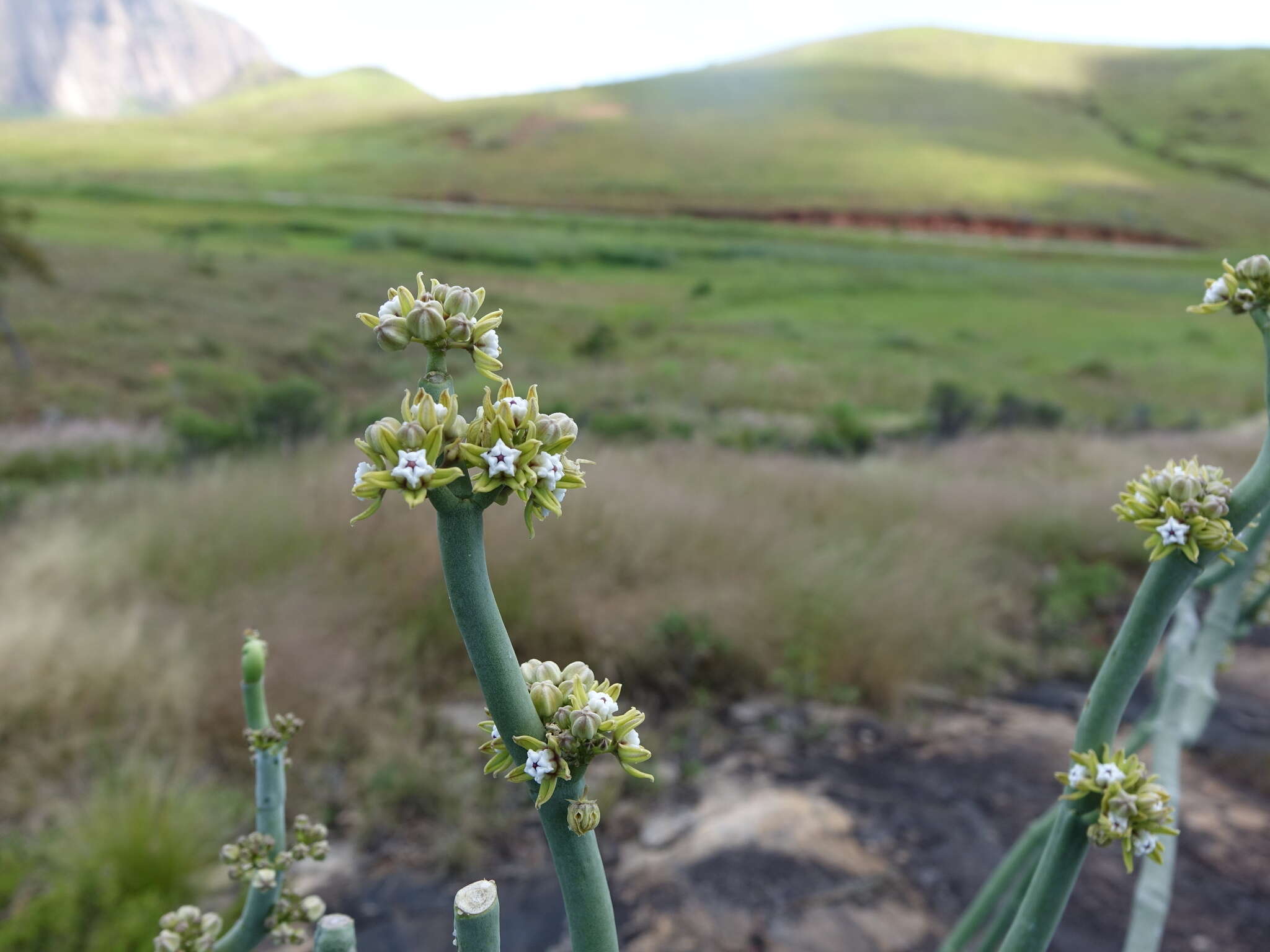 Image of Cynanchum perrieri Choux