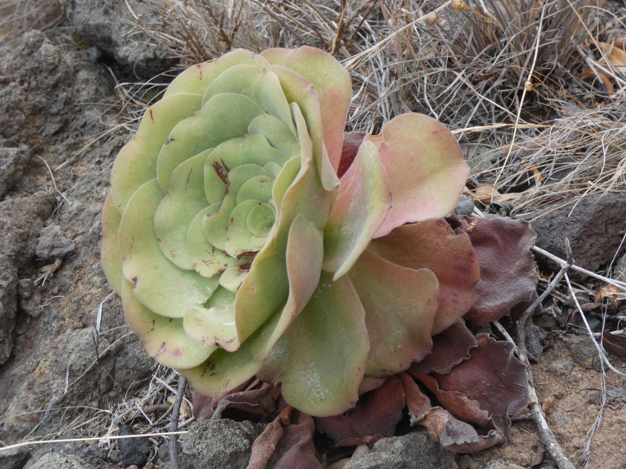 Image of Aeonium canariense (L.) Webb & Berth.