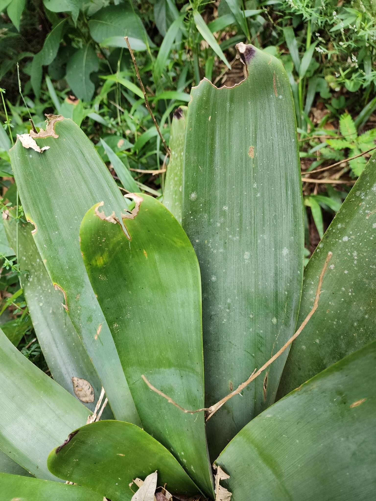 Imagem de Vriesea bituminosa Wawra