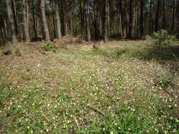 Слика од Viola hymettia Boiss. & Heldr.