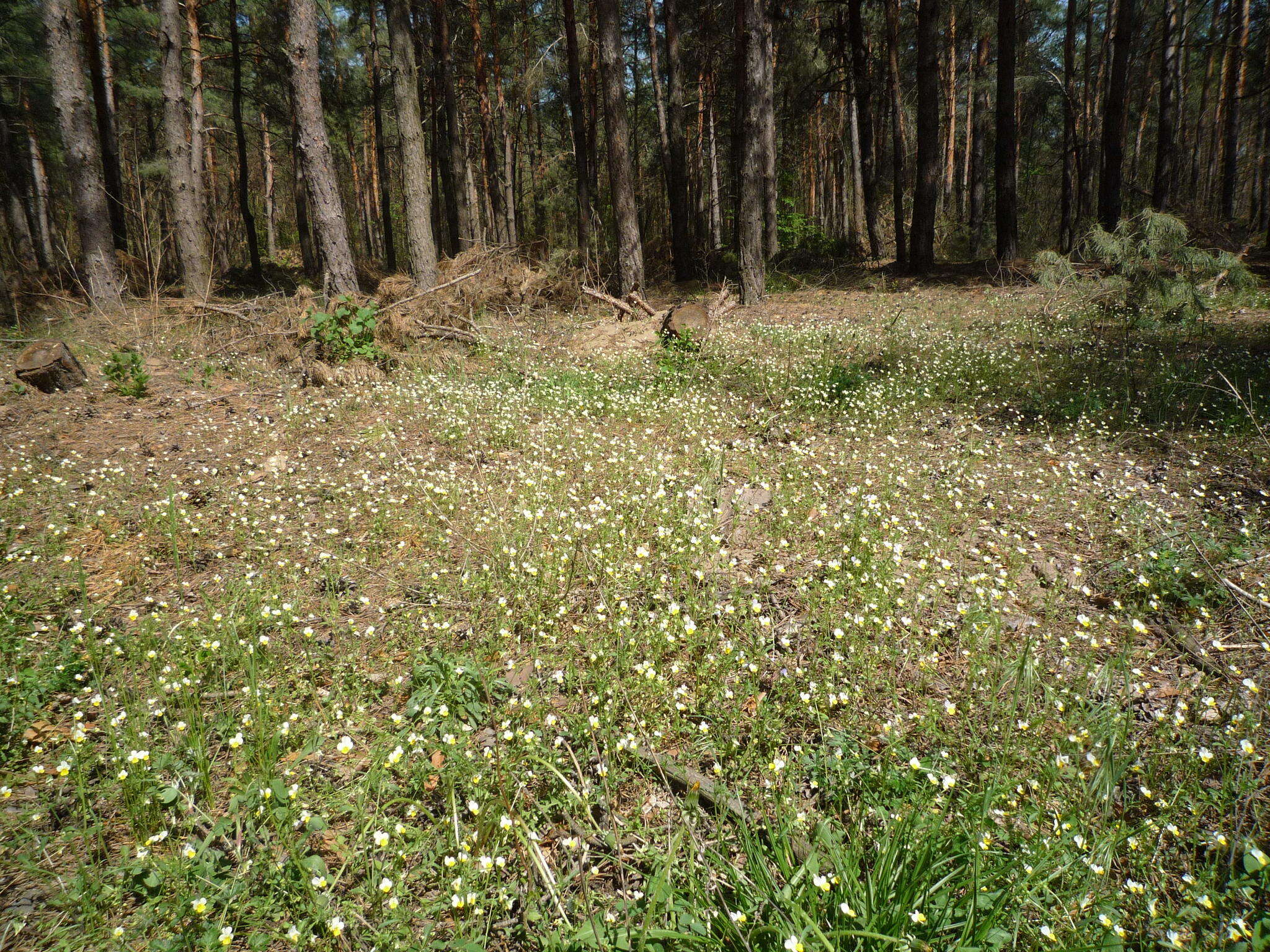 Слика од Viola hymettia Boiss. & Heldr.