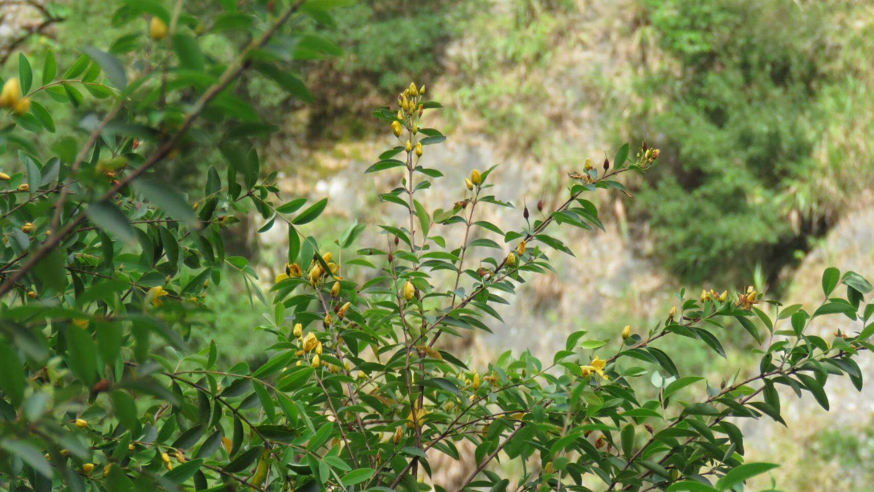 Image of Hypericum geminiflorum Hemsl.