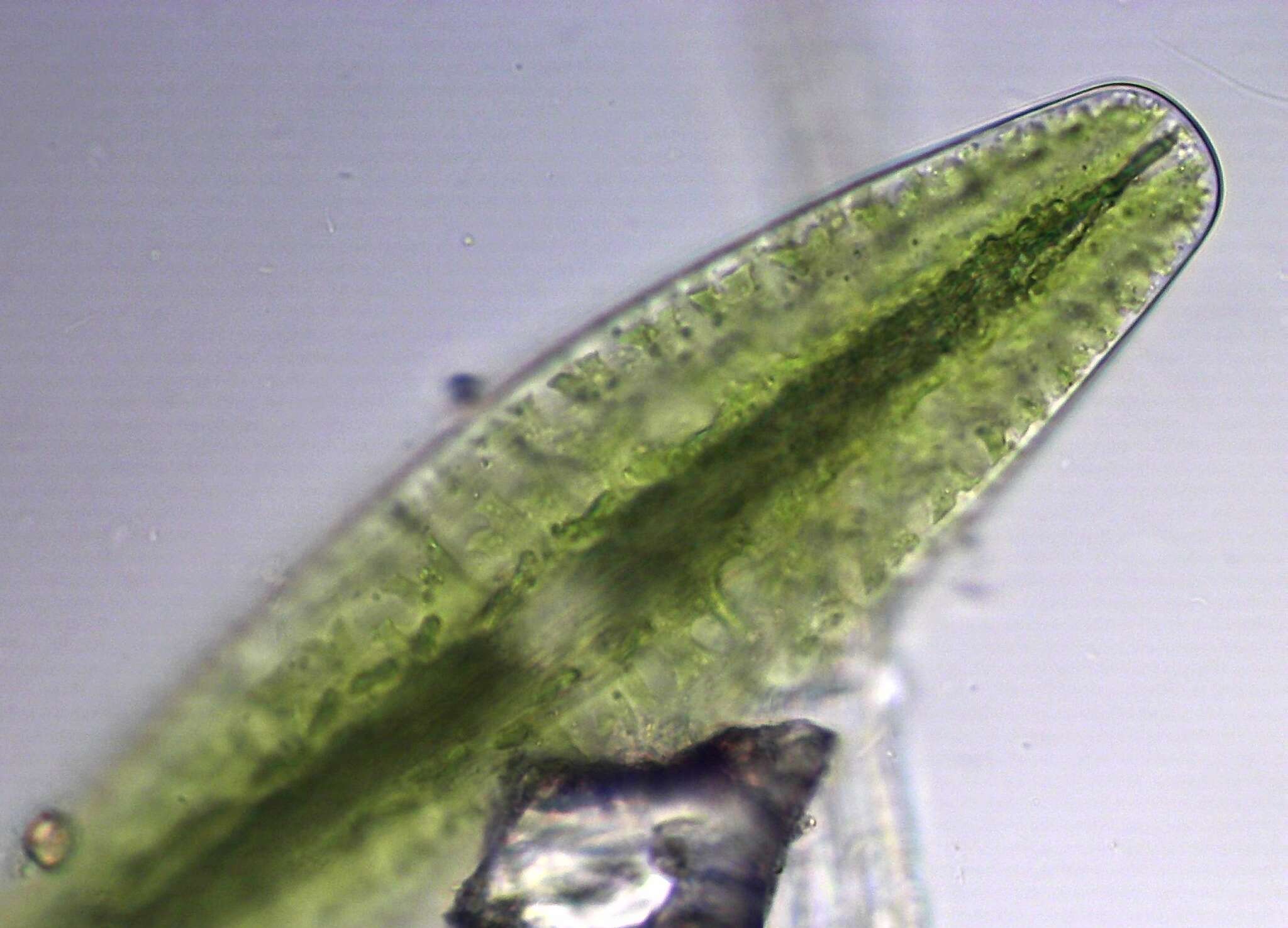 Image of Netrium (Naegeli) Itzigsohn & Rothe 1856