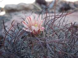 Image de Mammillaria johnstonii Orcutt