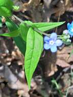 Omphalodes nitida (Willd.) Hoffmanns. & Link的圖片