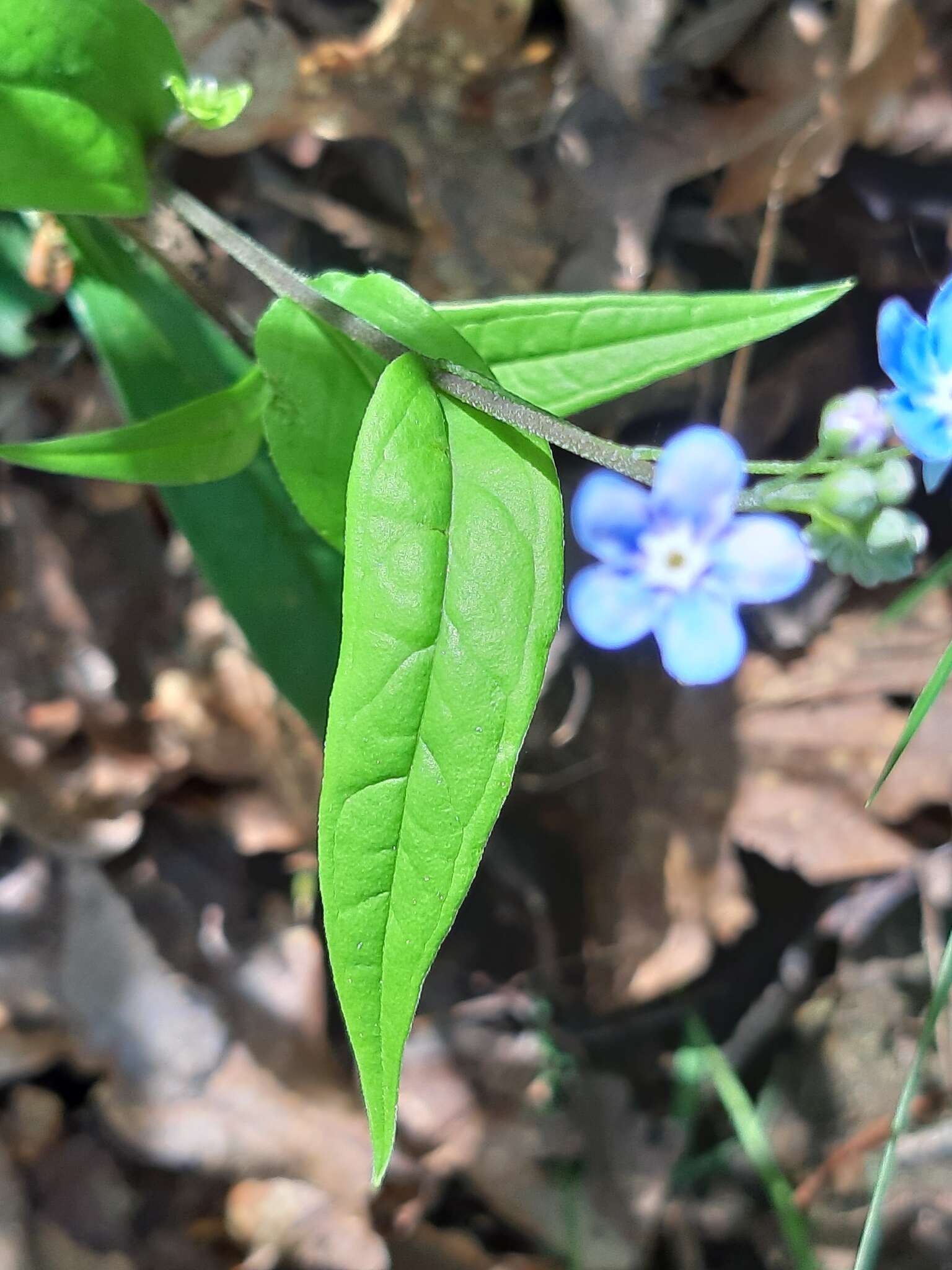 صورة Omphalodes nitida (Willd.) Hoffmanns. & Link