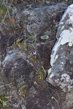 Imagem de Cattleya pabstii (F. E. L. Miranda & K. G. Lacerda) Van den Berg