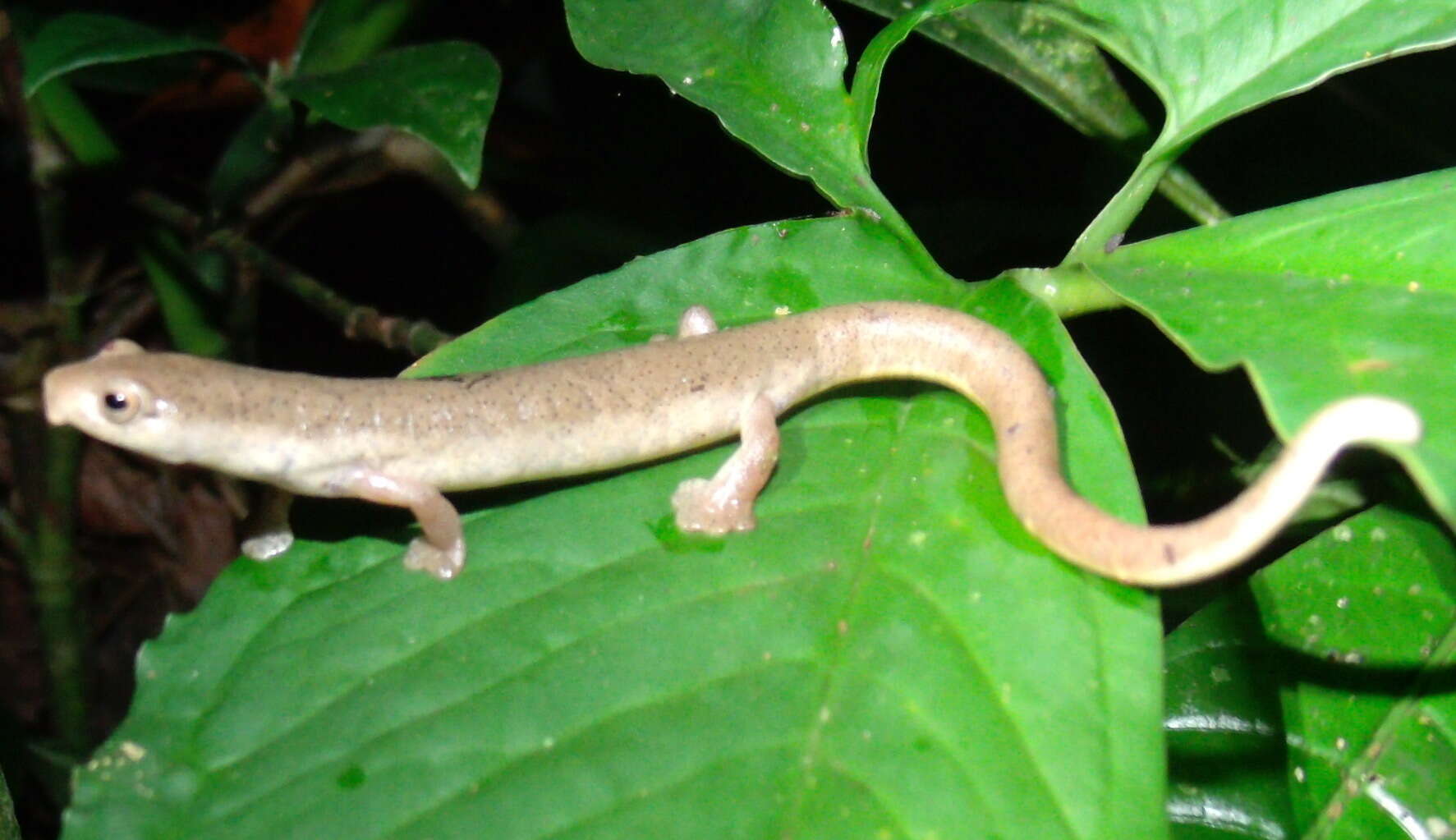 Imagem de Bolitoglossa schizodactyla Wake & Brame 1966