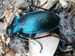 Image of Carabus (Eucarabus) catenulatus Scopoli 1763