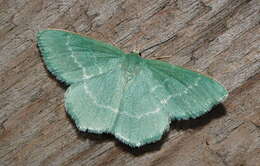 Image of southern grass emerald