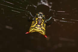 Image of Micrathena crassa (Keyserling 1864)