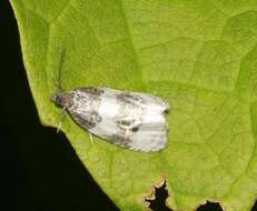 Olethreutes bipartitana Clemens 1860 resmi