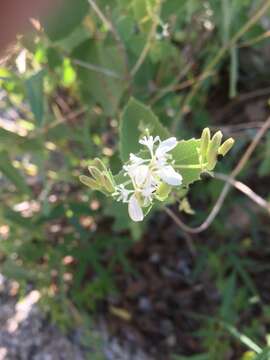 Image of Apache plant