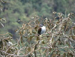 Image of Black-billed Mountain Toucan