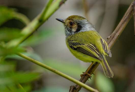 Image of Eared Pygmy Tyrant