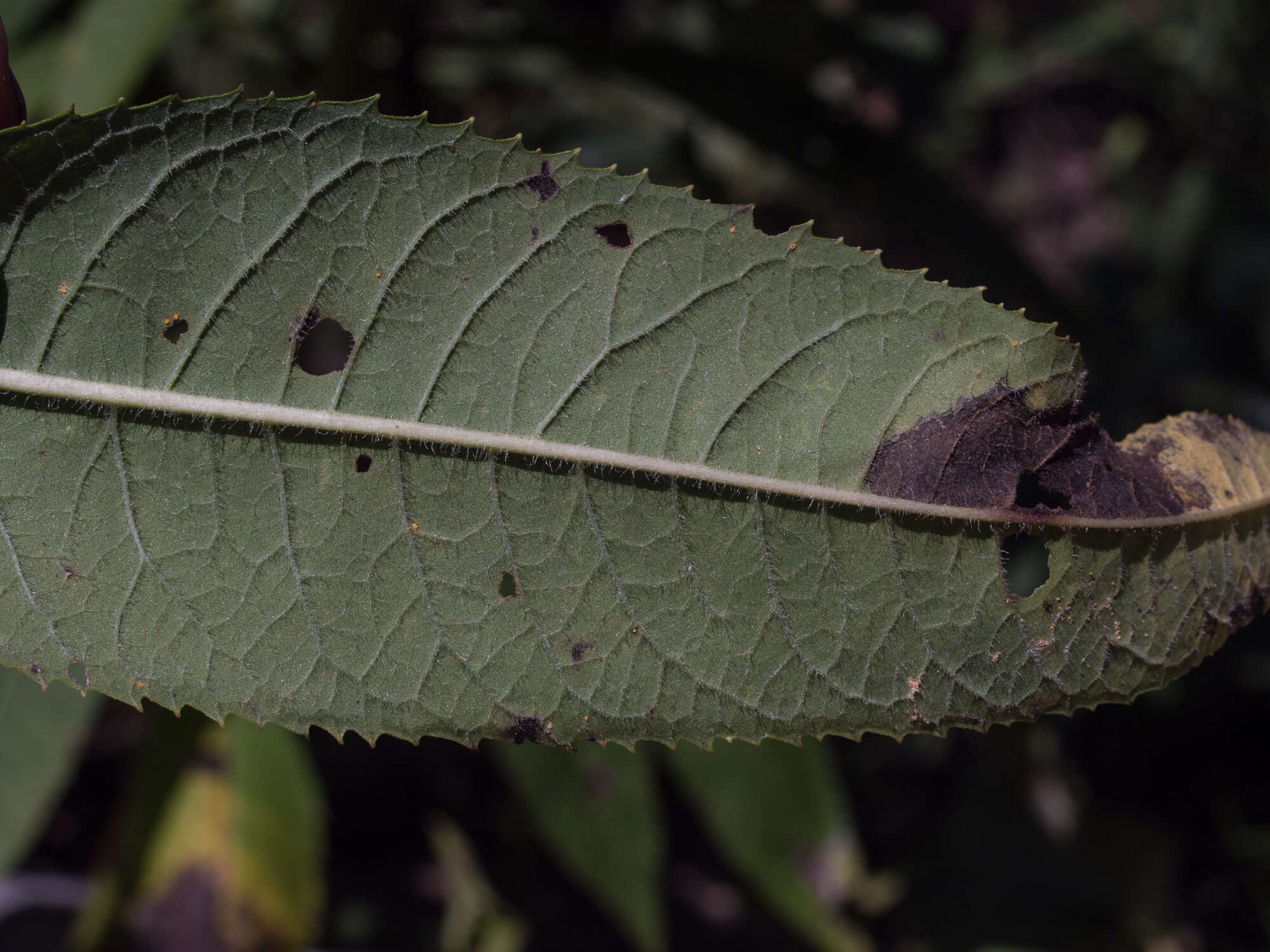 Image de Vernonia glauca (L.) Willd.