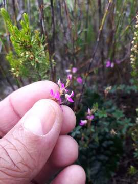 Image of Indigofera angustifolia var. tenuifolia (Lam.) Harv.