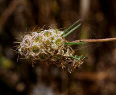 Image of Sixalix arenaria (Forsk.) W. Greuter & Burdet