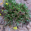 Image of Standley's draba