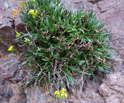 Image of Standley's draba