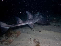 Image of bowmouth guitarfish