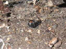 Image of Western Black Widow spider