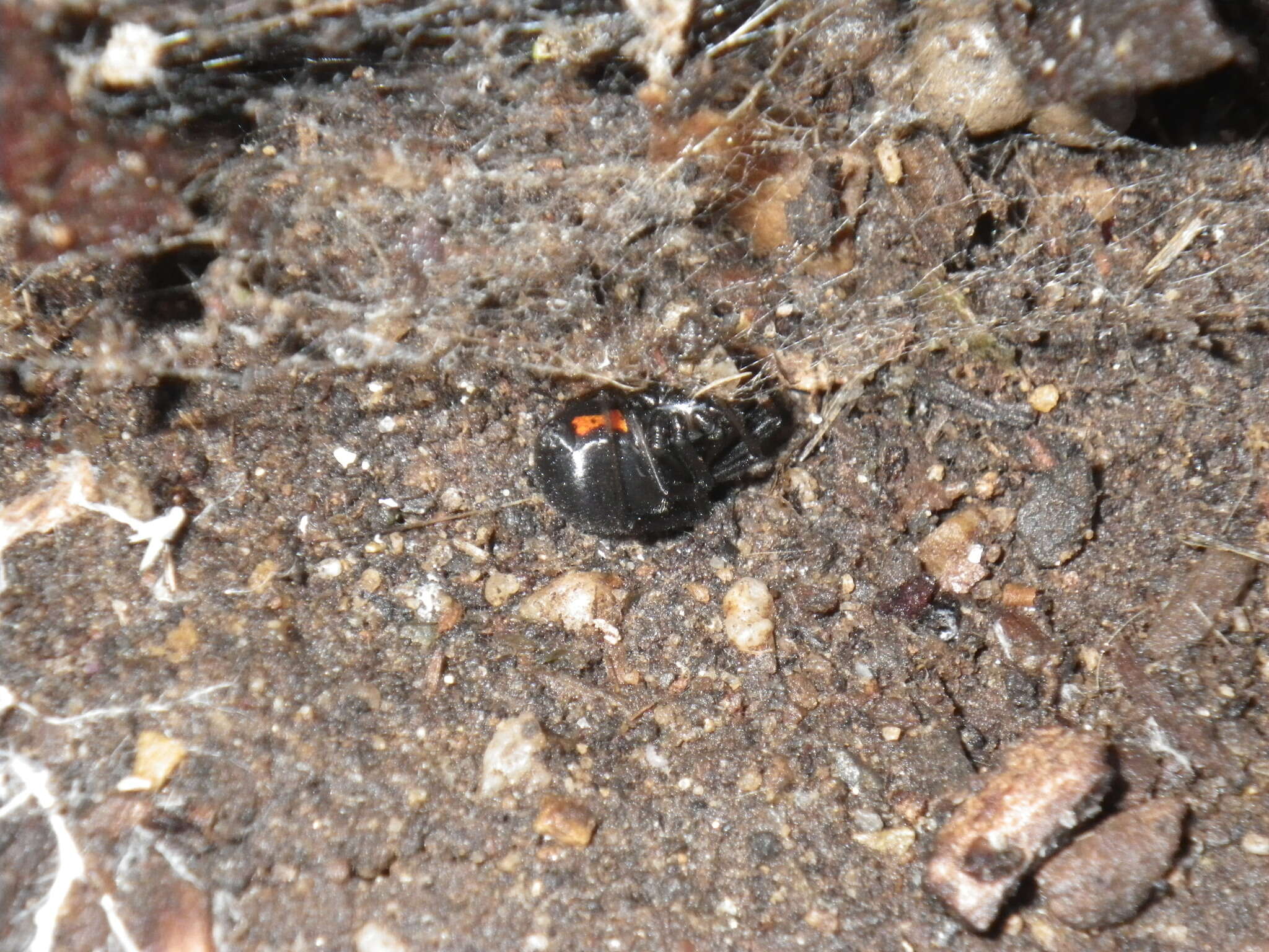 Latrodectus hesperus Chamberlin & Ivie 1935的圖片