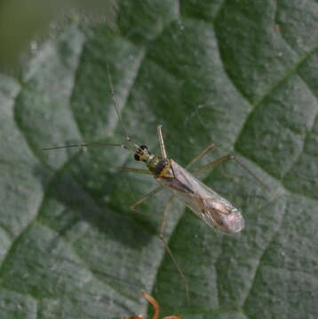 Image of Dicyphus errans (Wolff 1804)