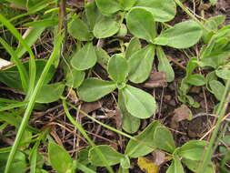 Image of Noticastrum decumbens (Baker) Cuatrec.