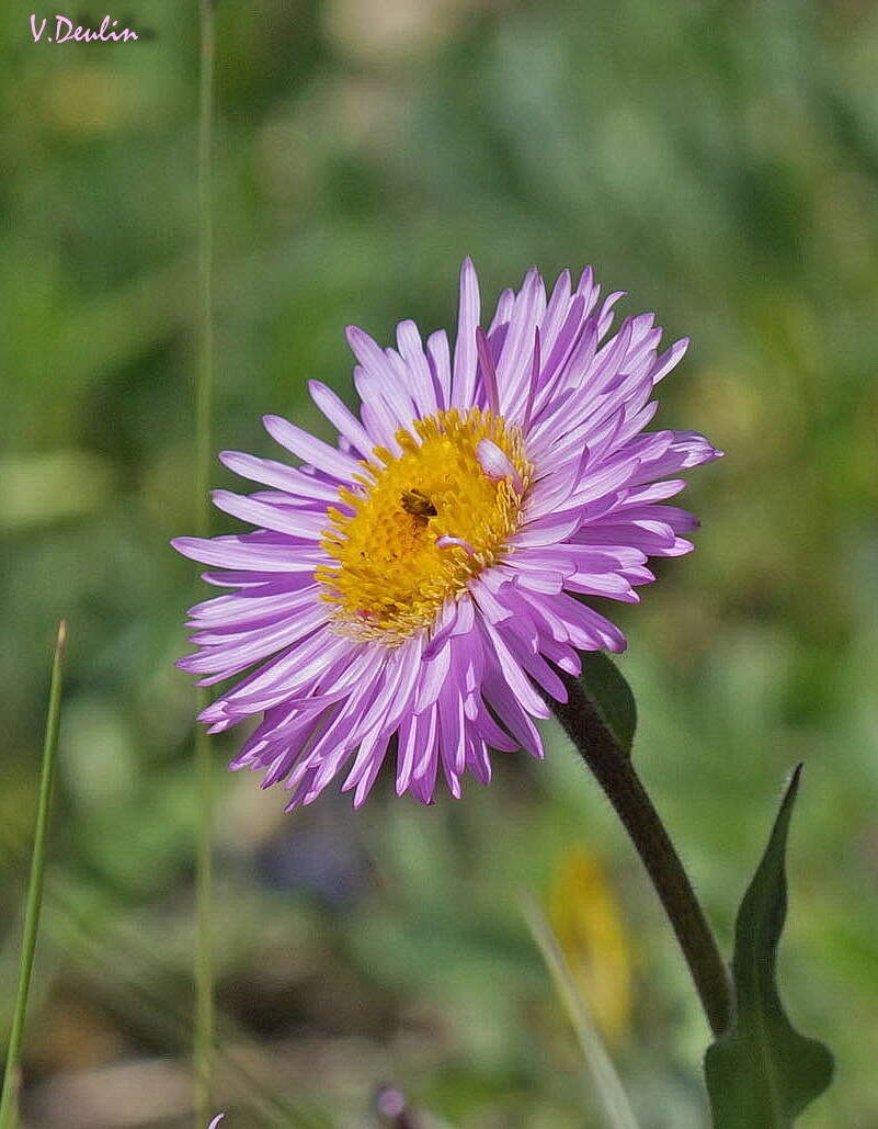 Image de Erigeron caucasicus subsp. venustus (Botsch.) Grierson