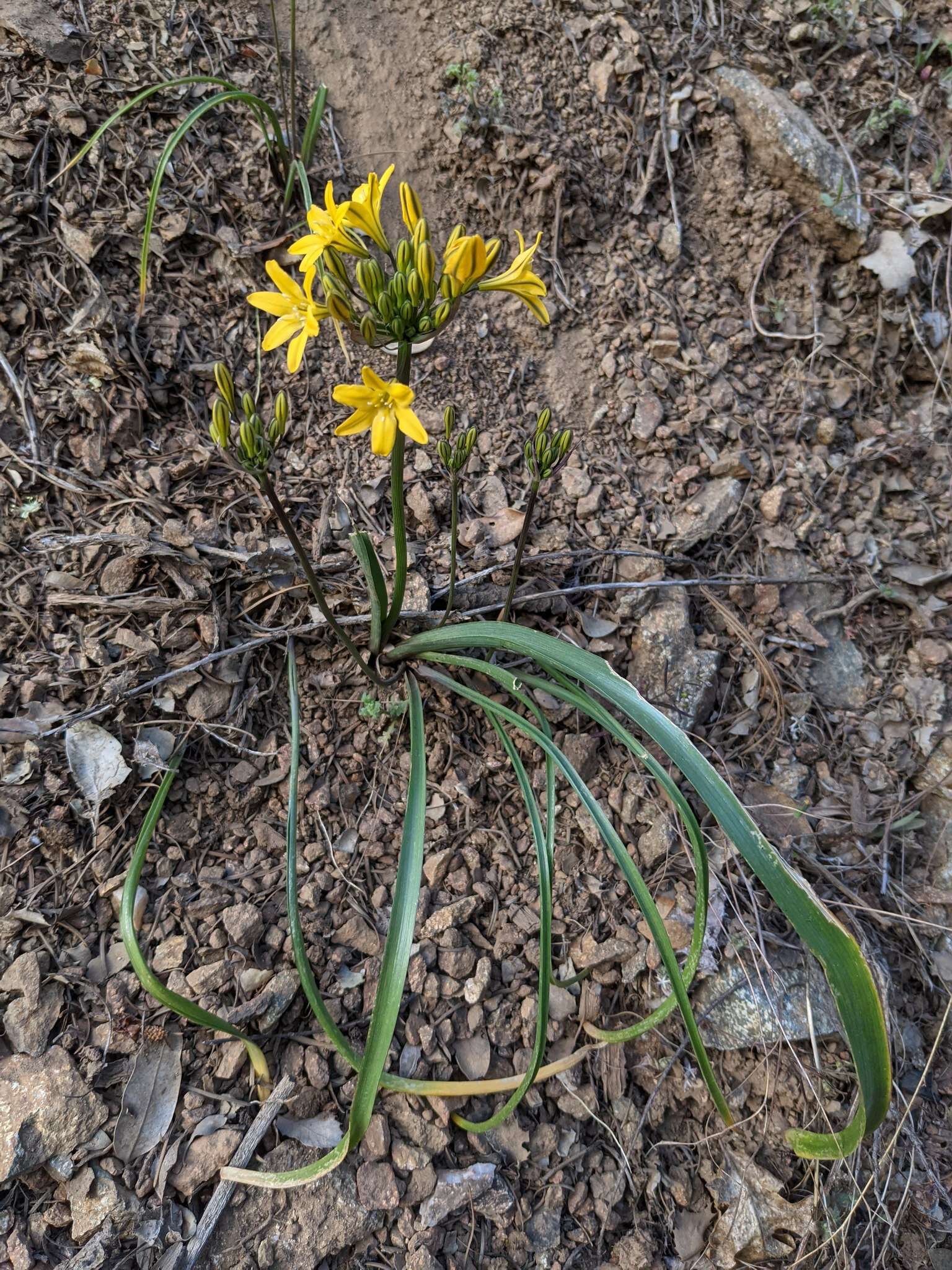 Image of yellow triteleia