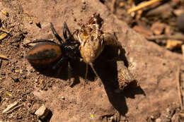 Image of Phidippus pompatus Edwards 2004