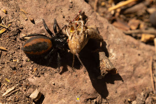 صورة Phidippus pompatus Edwards 2004