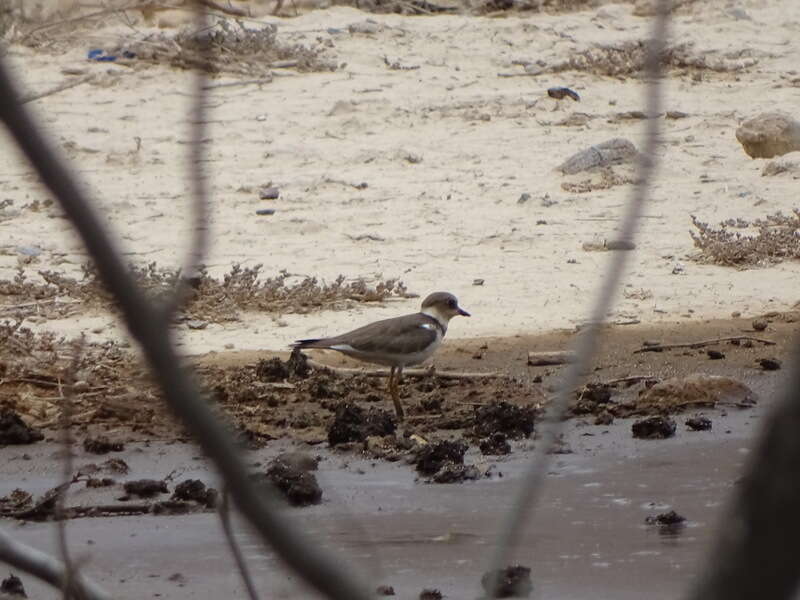 Image of Little Ringed Plover