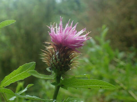 Sivun Centaurea pectinata L. kuva