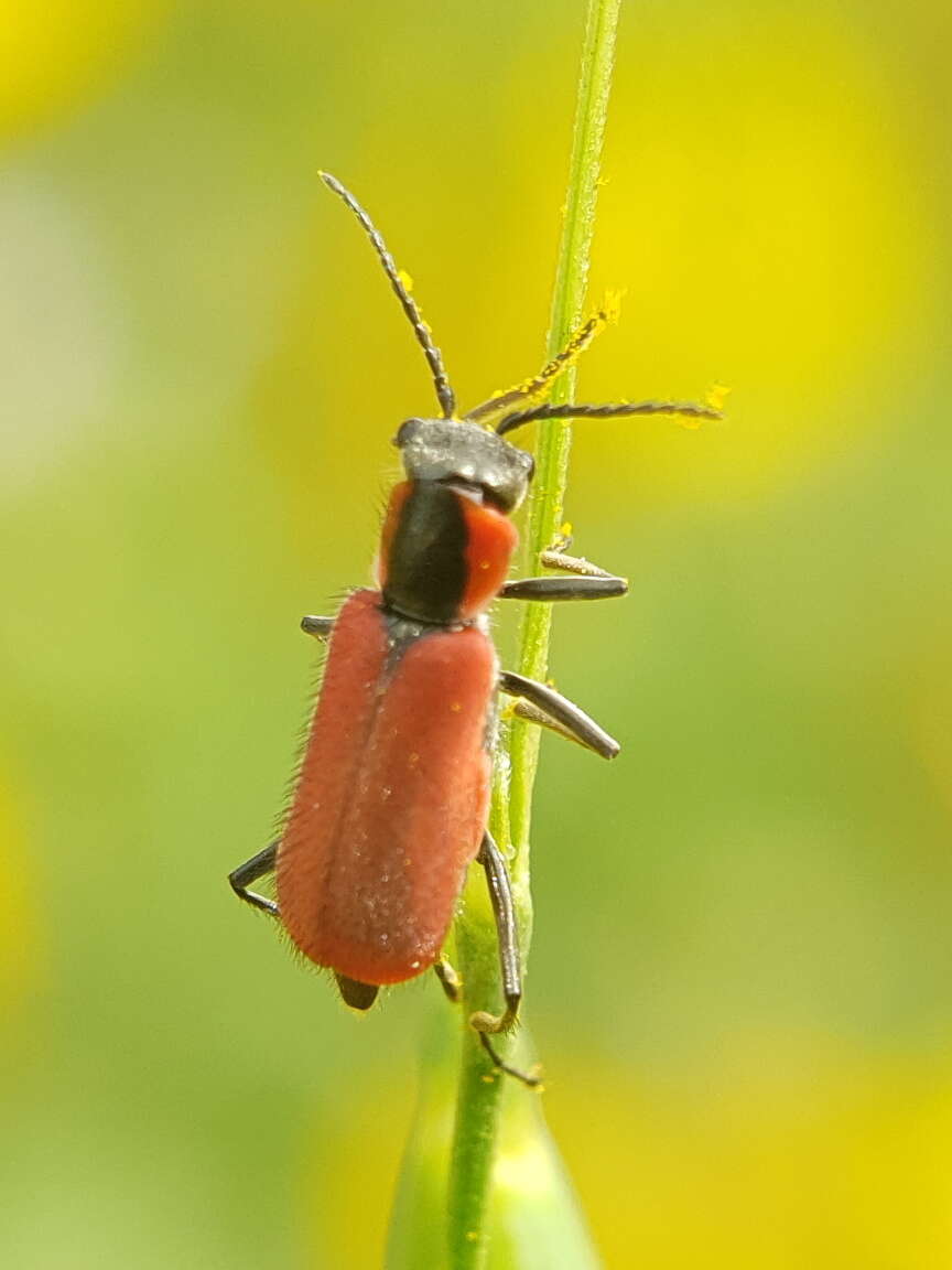 Image of <i>Malachius coccineus</i> Waltl 1838