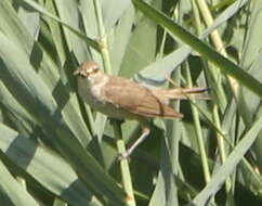 Image of Clamorous Reed Warbler