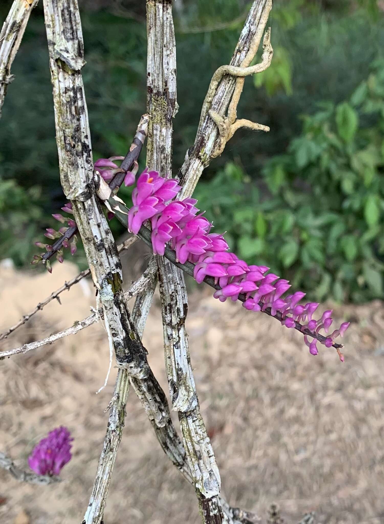 Sivun Dendrobium secundum (Blume) Lindl. ex Wall. kuva