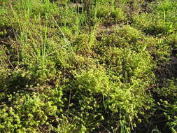 Image of bottlebrush bulrush