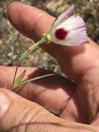 Image of redspot clarkia