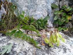 Image of Hedysarum hedysaroides subsp. hedysaroides
