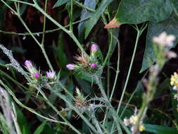 Image of Italian plumeless thistle