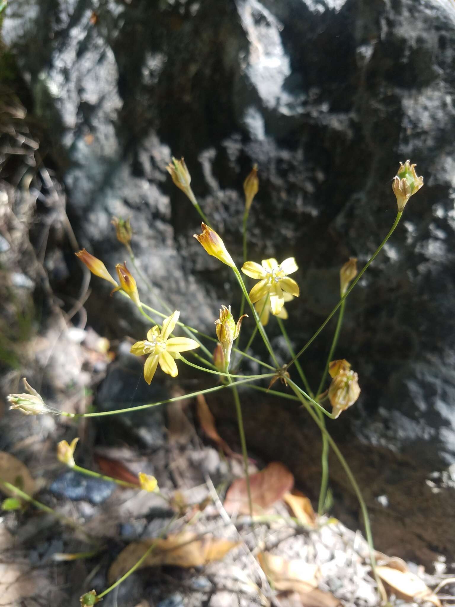 Sivun Triteleia ixioides subsp. cookii (Hoover) L. W. Lenz kuva