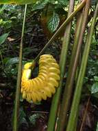 Image of rattlesnake plant