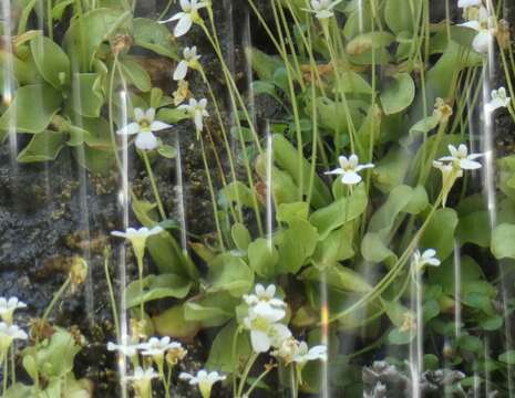 Image of Pinguicula crystallina Sm.