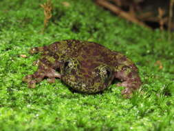 Image of Table Mountain Ghost Frog