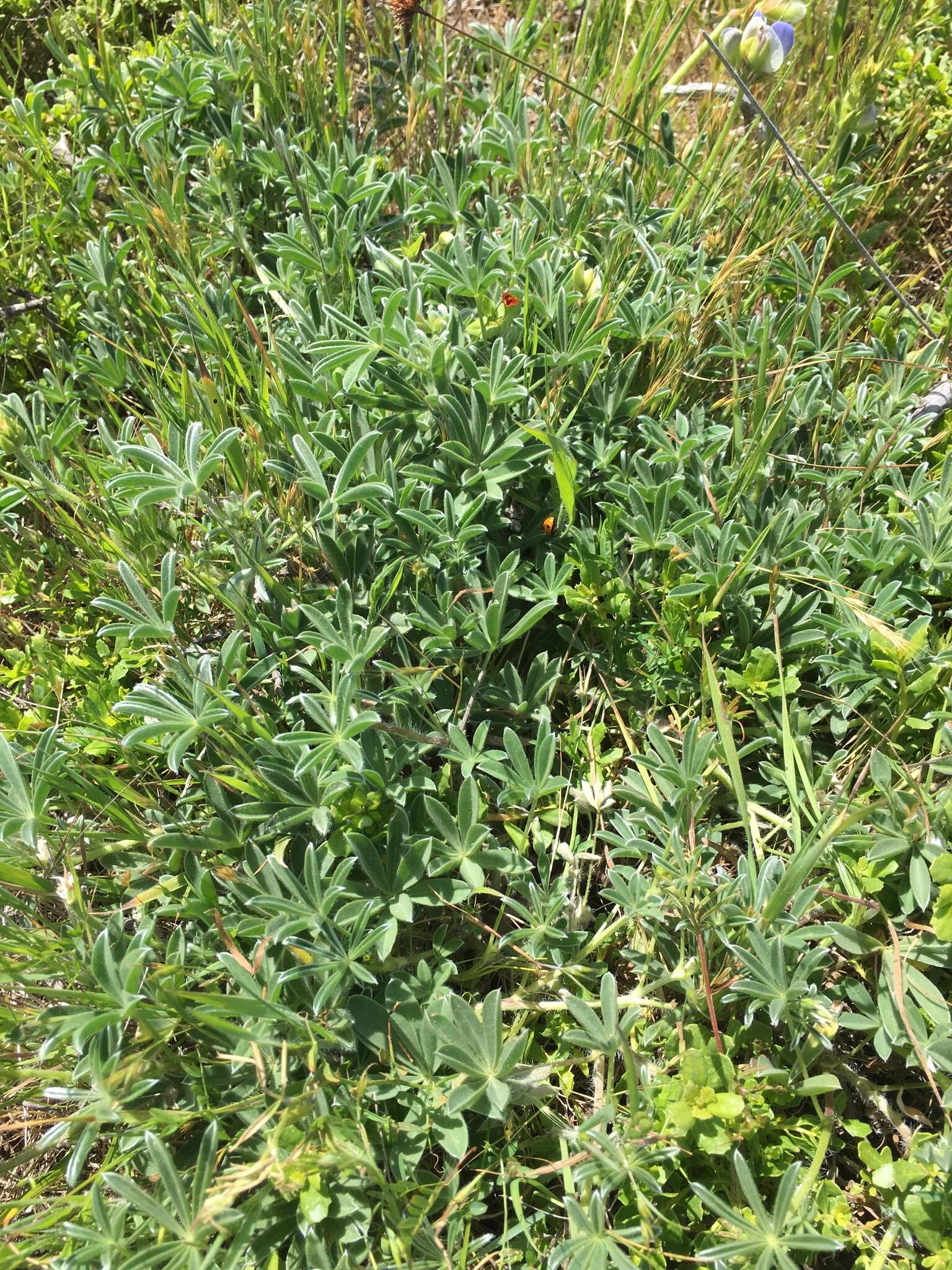 Image of Lindley's Varied Lupine