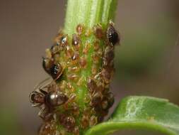 Слика од Brachycaudus (Prunaphis) cardui (Linnaeus 1758)